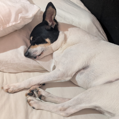 Coco profile picture